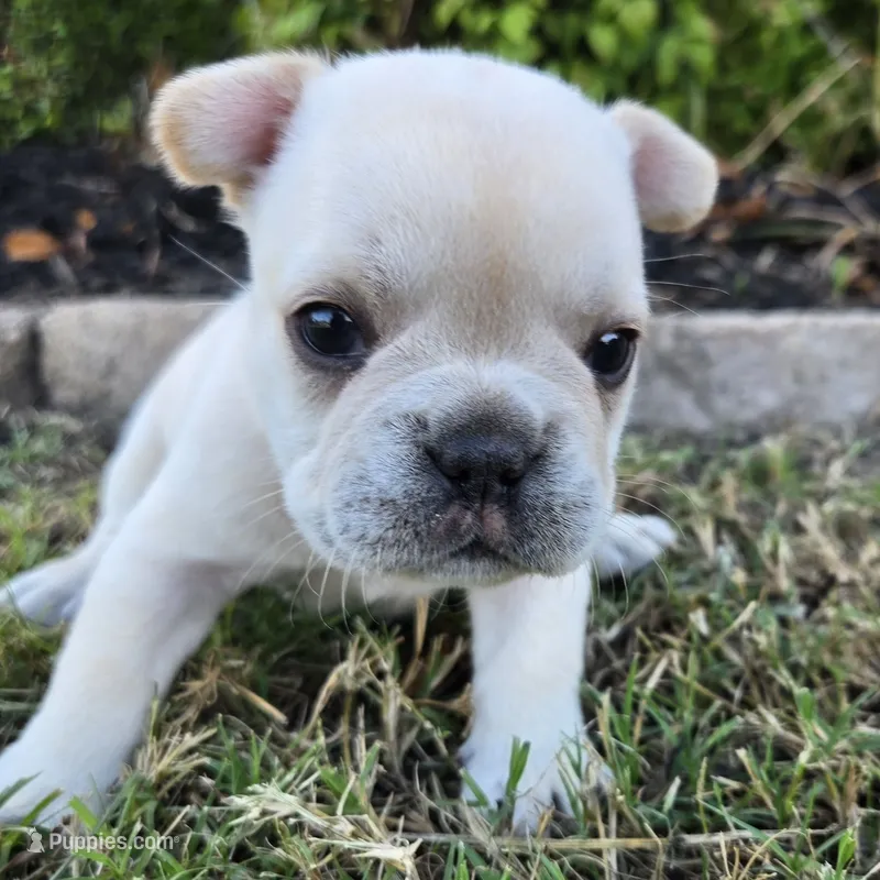Lucy – French Bulldog puppy for sale in Forney, TX