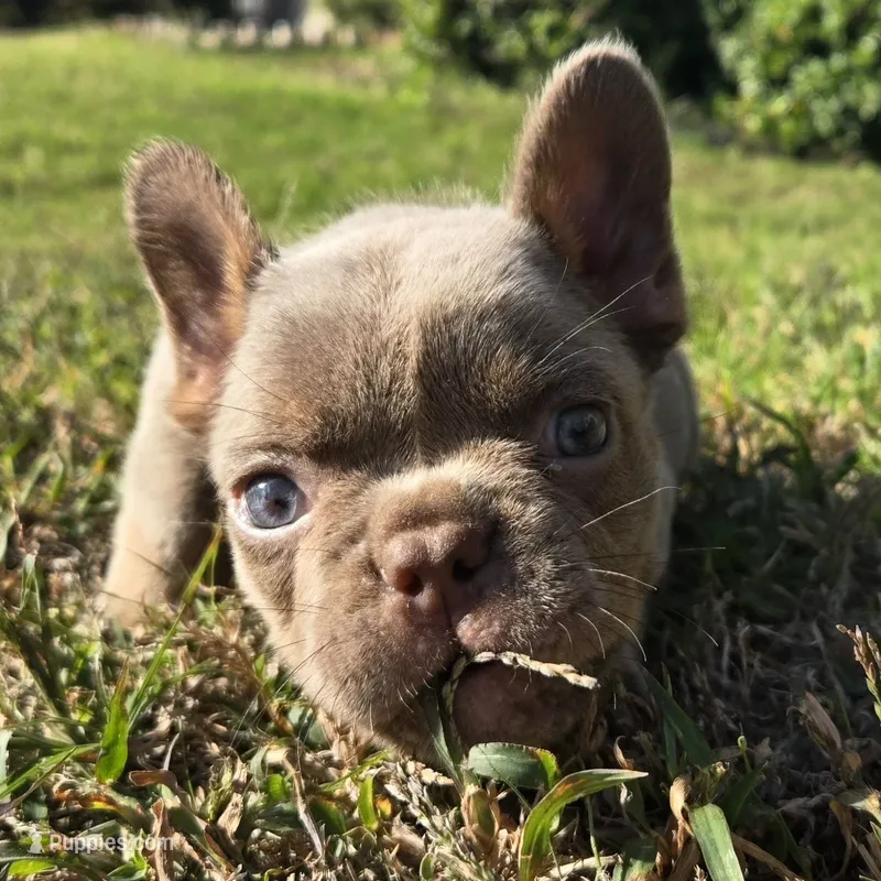 Michael – French Bulldog puppy for sale in Forney, TX