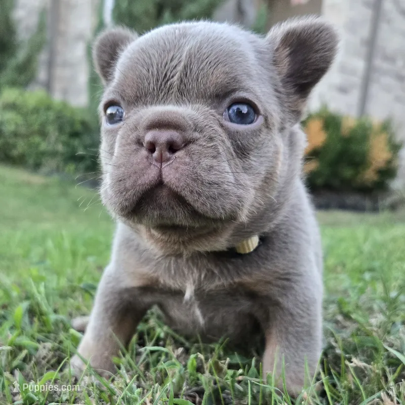 Michael – French Bulldog puppy for sale in Forney, TX