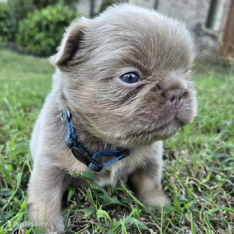 Jermaine – French Bulldog puppy for sale in Forney, TX