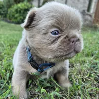 Jermaine (ON HOLD), a male French Bulldog for sale in Forney, TX – 6 of 9