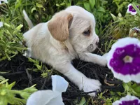 Snoopy, a male Cavalier King Charles Spaniel for sale in Forney, TX – 2 of 5