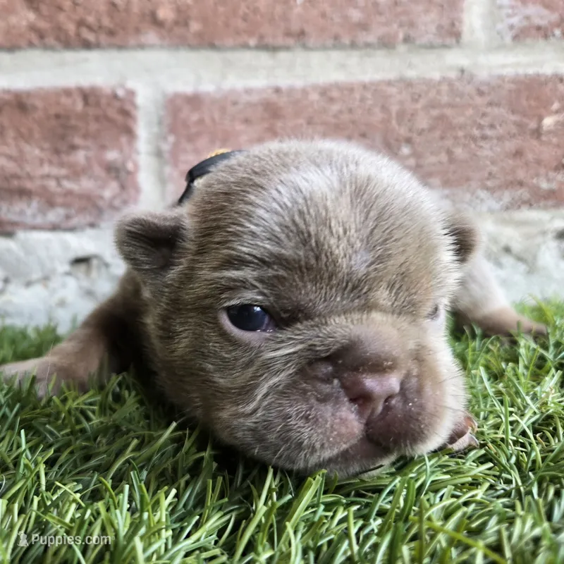 Michael – French Bulldog puppy for sale in Forney, TX