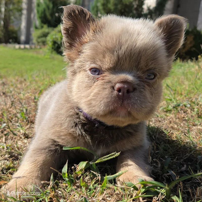 Jackie – French Bulldog puppy on hold in Forney, TX