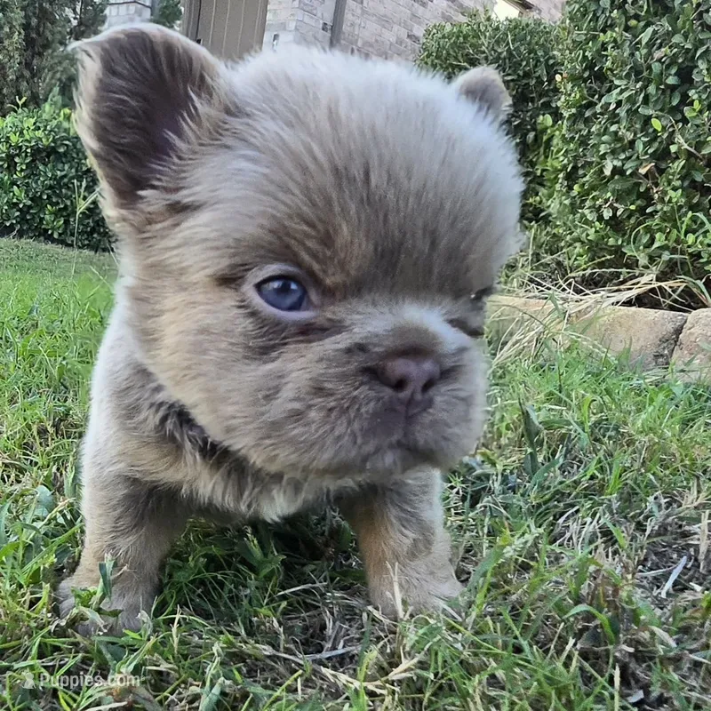 Marlon – French Bulldog puppy for sale in Forney, TX