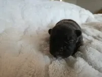 Marcie, a female French Bulldog for sale in Forney, TX – 4 of 4