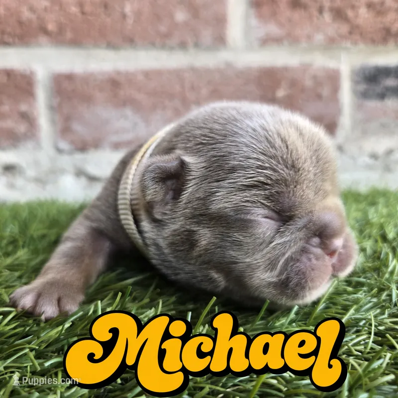 Michael – French Bulldog puppy for sale in Forney, TX