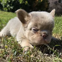 Jackie, a male French Bulldog for sale in Forney, TX – 3 of 8