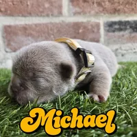 Michael, a male French Bulldog for sale in Forney, TX – 2 of 5