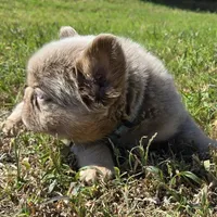 Jackie, a male French Bulldog for sale in Forney, TX – 5 of 8