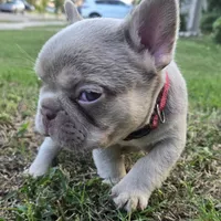 Tito, a male French Bulldog for sale in Forney, TX – 6 of 10