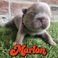 Marlon, a male French Bulldog for sale in Forney, TX – 3 of 5