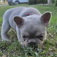 Tito, a male French Bulldog for sale in Forney, TX – 5 of 10