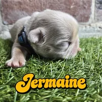 Jermaine, a male French Bulldog for sale in Forney, TX – 3 of 5