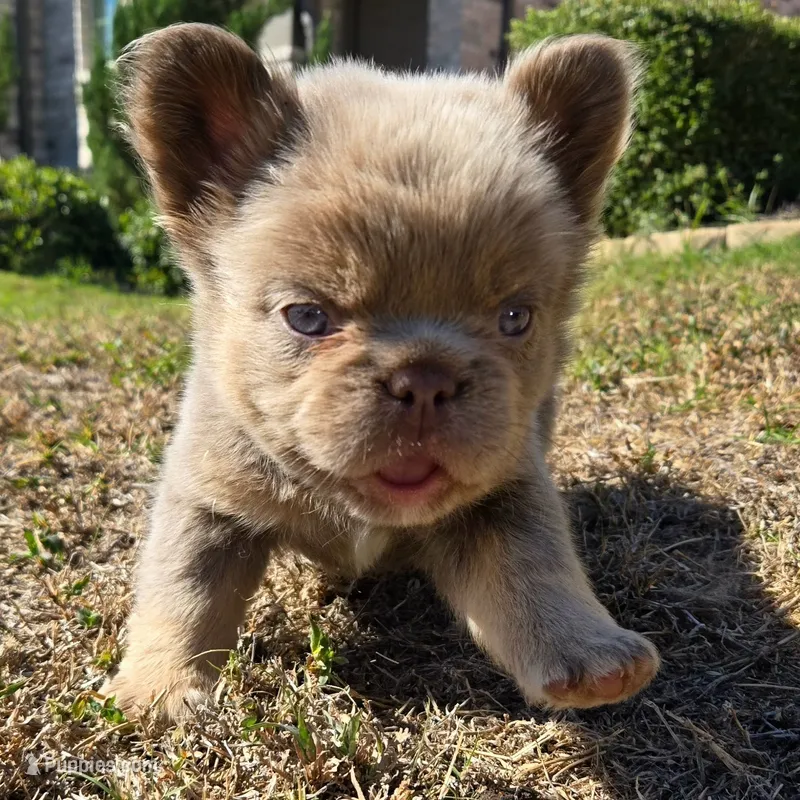 Marlon – French Bulldog puppy for sale in Forney, TX