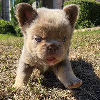 Jackie, a male French Bulldog for sale in Forney, TX – 2 of 10