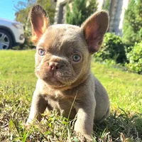 Michael, a male French Bulldog for sale in Forney, TX – 3 of 8