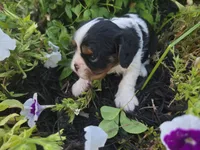 Charlie Brown, a male Cavalier King Charles Spaniel for sale in Forney, TX – 4 of 6