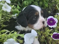 Lucy, a female Cavalier King Charles Spaniel for sale in Forney, TX – 3 of 5