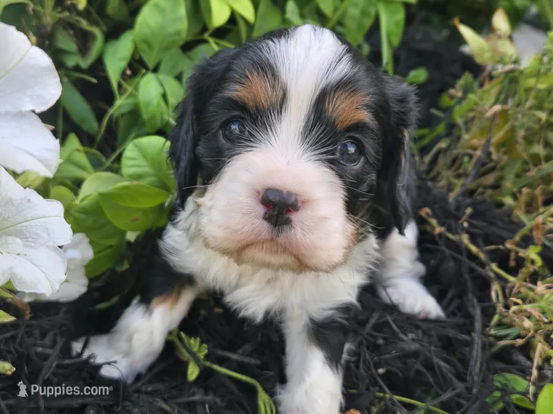 Lucy – Cavalier King Charles Spaniel puppy for sale in Forney, TX