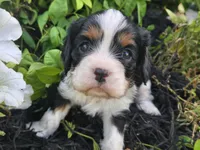Lucy, a female Cavalier King Charles Spaniel for sale in Forney, TX – 1 of 5