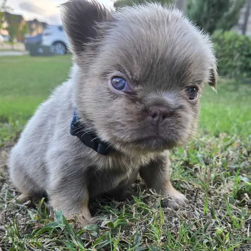 Jermaine – French Bulldog puppy for sale in Forney, TX