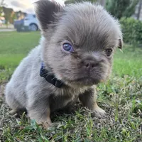 Jermaine (ON HOLD), a male French Bulldog for sale in Forney, TX – 1 of 9