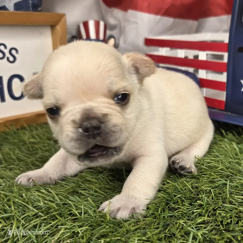 Sally (Platinum color) – French Bulldog puppy for sale in Forney, TX