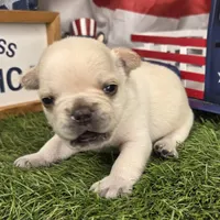 Sally (Platinum color), a female French Bulldog for sale in Forney, TX – 1 of 6
