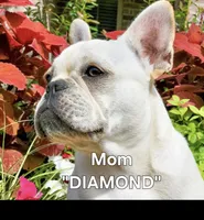 Sally, a female French Bulldog for sale in Forney, TX – 5 of 6
