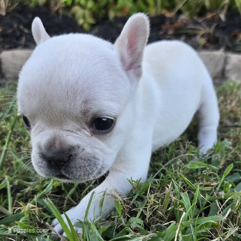 Sally (Platinum color) – French Bulldog puppy on hold in Forney, TX