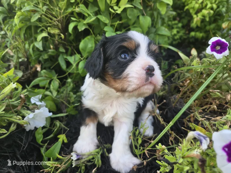 Charlie Brown – Cavalier King Charles Spaniel puppy for sale in Forney, TX