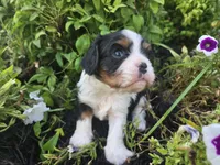 Charlie Brown, a male Cavalier King Charles Spaniel for sale in Forney, TX – 1 of 6