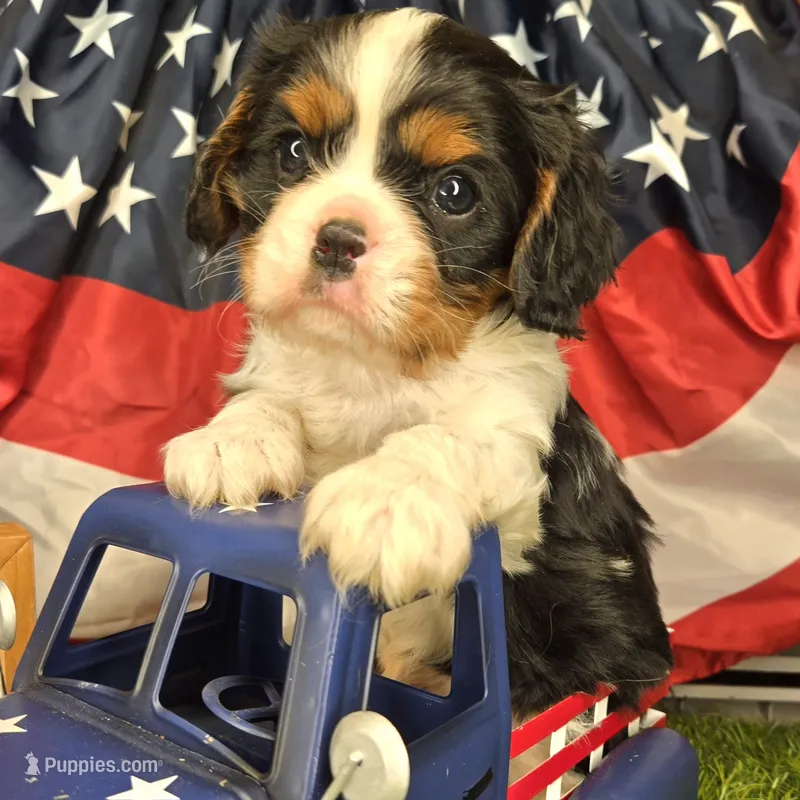 Charlie Brown – Cavalier King Charles Spaniel puppy for sale in Forney, TX