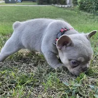 Tito, a male French Bulldog for sale in Forney, TX – 7 of 10