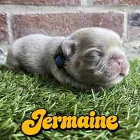 Jermaine, a male French Bulldog for sale in Forney, TX – 2 of 5