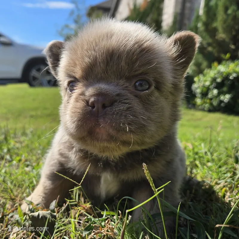 Marlon – French Bulldog puppy for sale in Forney, TX