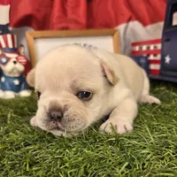 Lucy, a female French Bulldog for sale in Forney, TX – 2 of 6