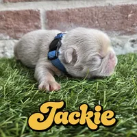 Jackie, a male French Bulldog for sale in Forney, TX – 2 of 5