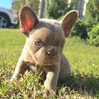 Michael, a male French Bulldog for sale in Forney, TX – 5 of 8