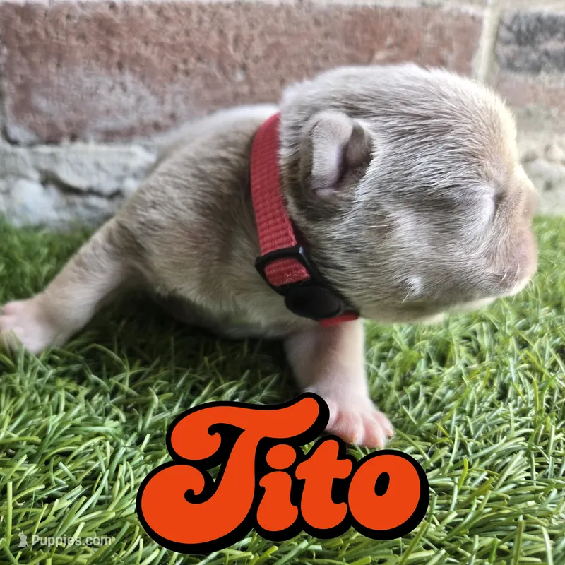 Tito – French Bulldog puppy for sale in Forney, TX