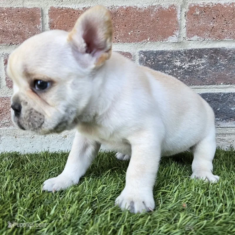 Lucy – French Bulldog puppy for sale in Forney, TX