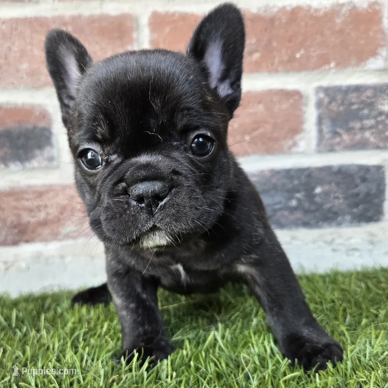 Marcie – French Bulldog puppy for sale in Forney, TX
