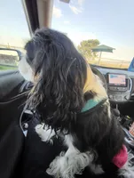 Snoopy, a male Cavalier King Charles Spaniel for sale in Forney, TX – 4 of 5