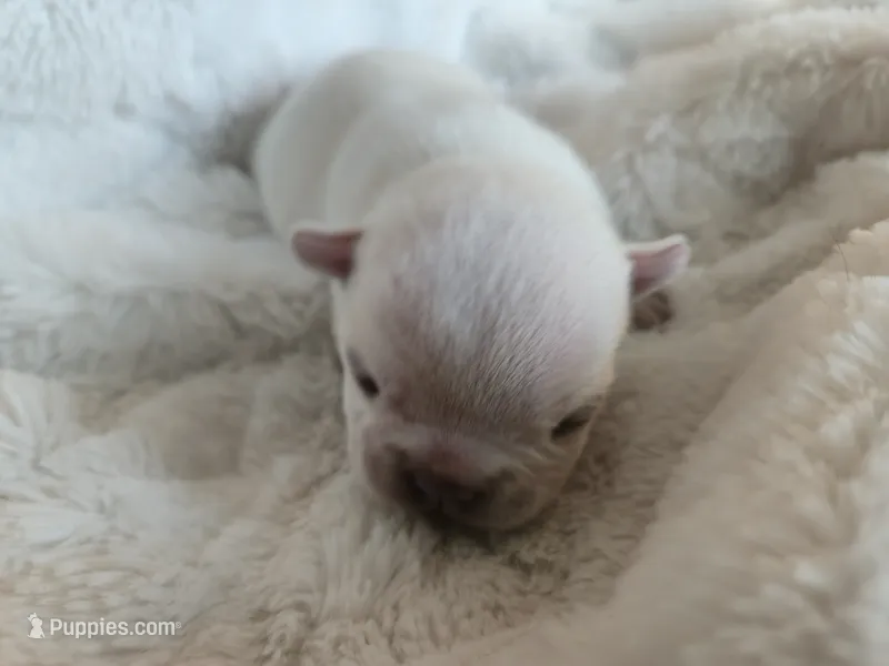 Sally – French Bulldog puppy for sale in Forney, TX