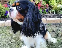 Snoopy, a male Cavalier King Charles Spaniel for sale in Forney, TX – 5 of 5