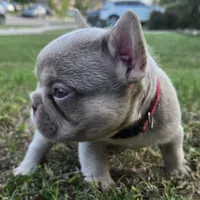 Tito, a male French Bulldog for sale in Forney, TX – 3 of 10