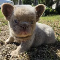 Jackie, a male French Bulldog for sale in Forney, TX – 1 of 8