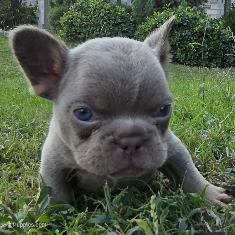 Michael – French Bulldog puppy for sale in Forney, TX