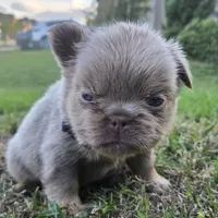 Jermaine (ON HOLD), a male French Bulldog for sale in Forney, TX – 4 of 9
